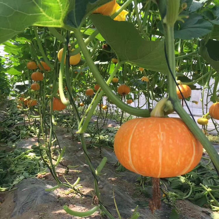 敦南真爱月子会所和江苏一号农场有机蔬菜种植