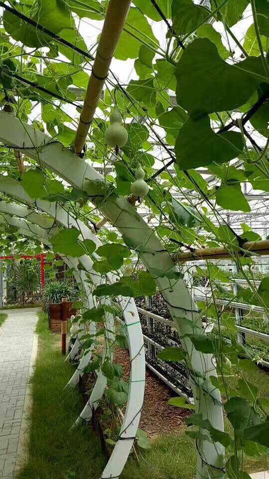 敦南真爱月子会所和江苏一号农场有机蔬菜种植