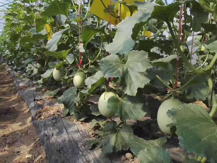 敦南真爱月子会所和江苏一号农场有机蔬菜种植