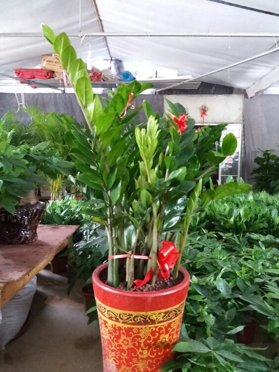 盆栽花卉绿植厂家 20171016_2842597_1508154829020.jpg