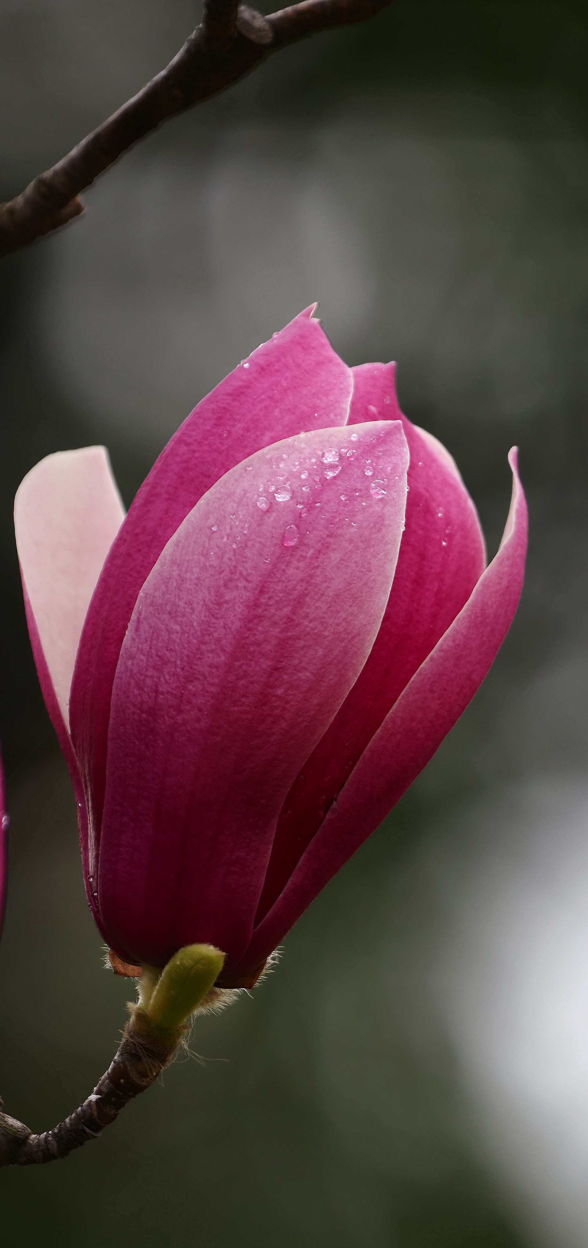 紫玉兰》木末芙蓉花,山中发红萼。涧户寂无人,纷纷开且落。|化 紫玉兰》木末芙蓉花,山中发红萼。涧户寂无人,纷纷开且落。|化