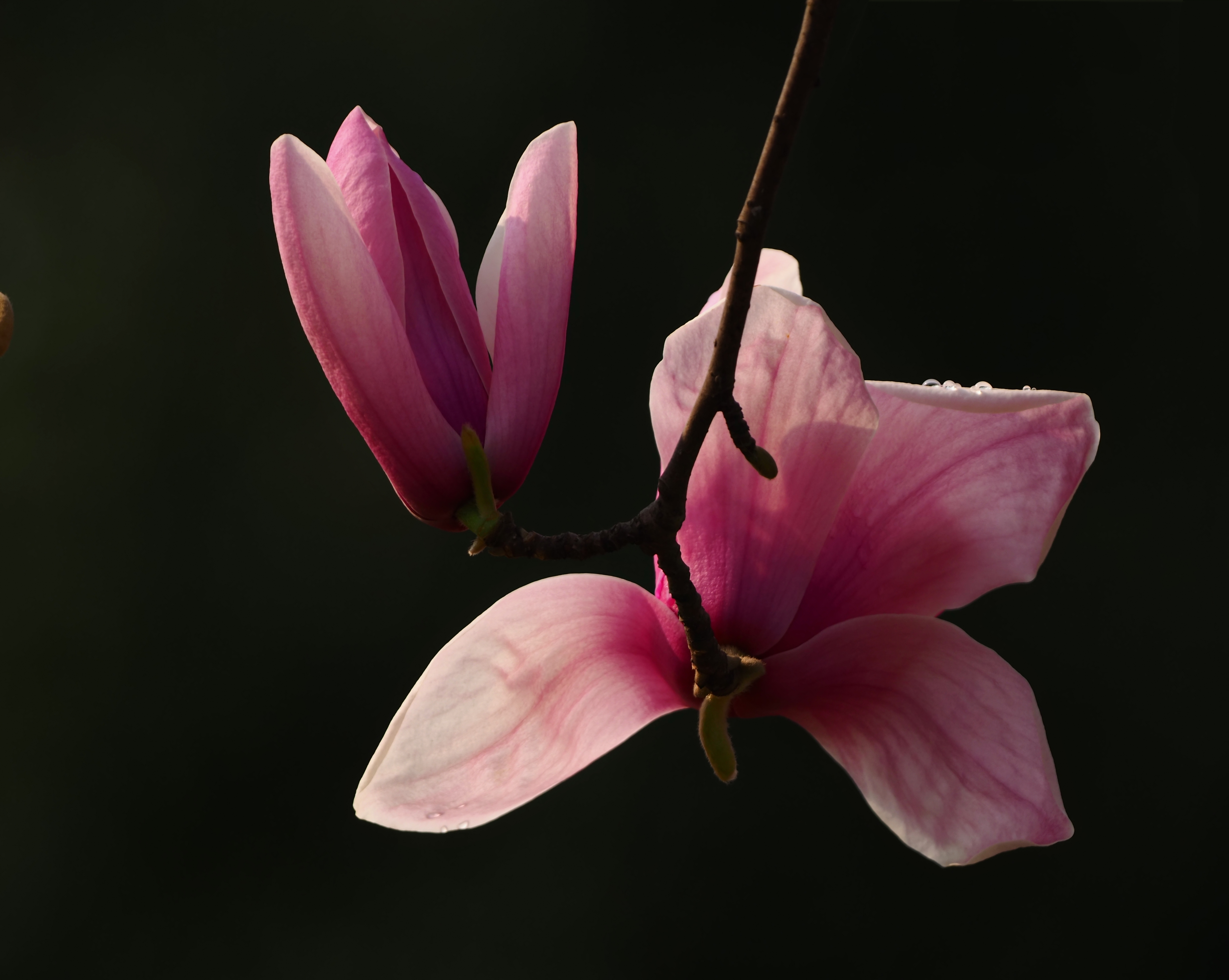 紫玉兰》木末芙蓉花，山中发红萼。涧户寂无人，纷纷开且落。|化