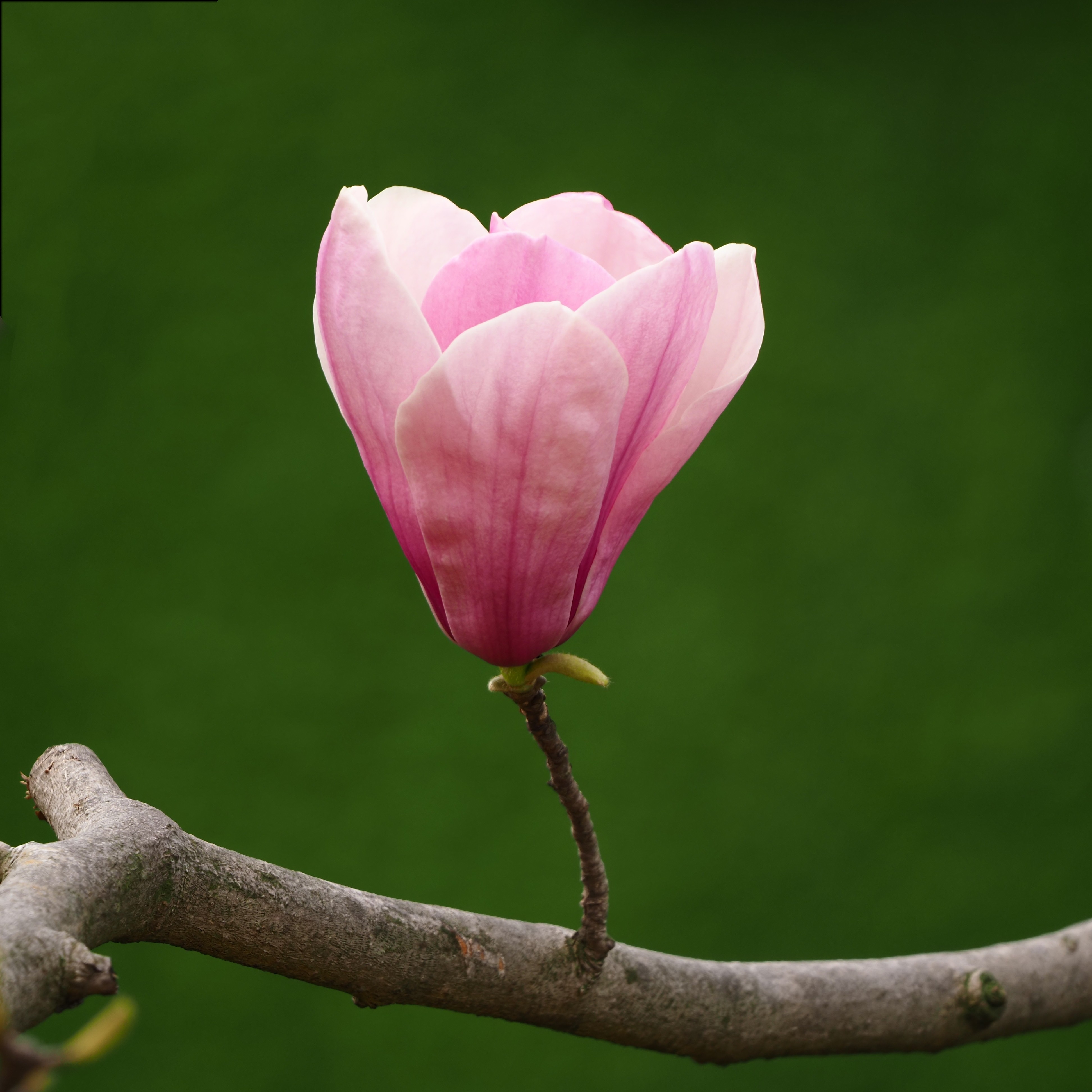 紫玉兰》木末芙蓉花,山中发红萼。涧户寂无人,纷纷开且落。|化 紫玉兰》木末芙蓉花,山中发红萼。涧户寂无人,纷纷开且落。|化