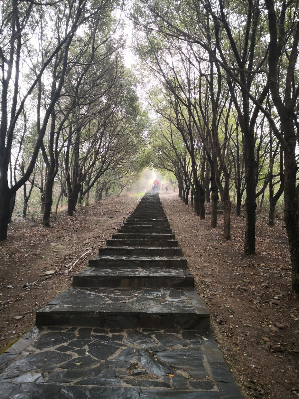 踏春舜过山森林公园,三春芳草绿,采青舜过山.