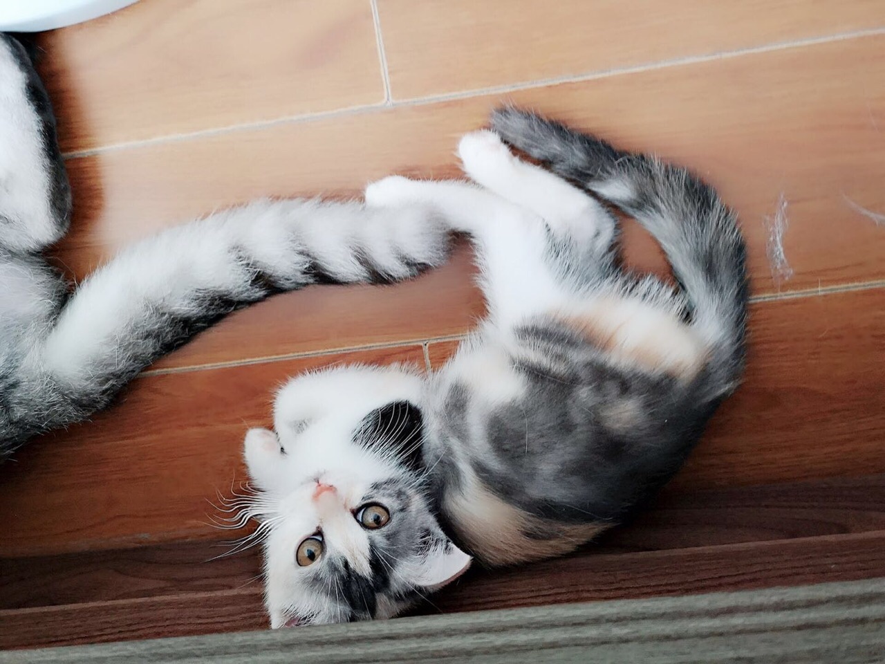 出售家养英短三花,正八开脸粉鼻粉爪