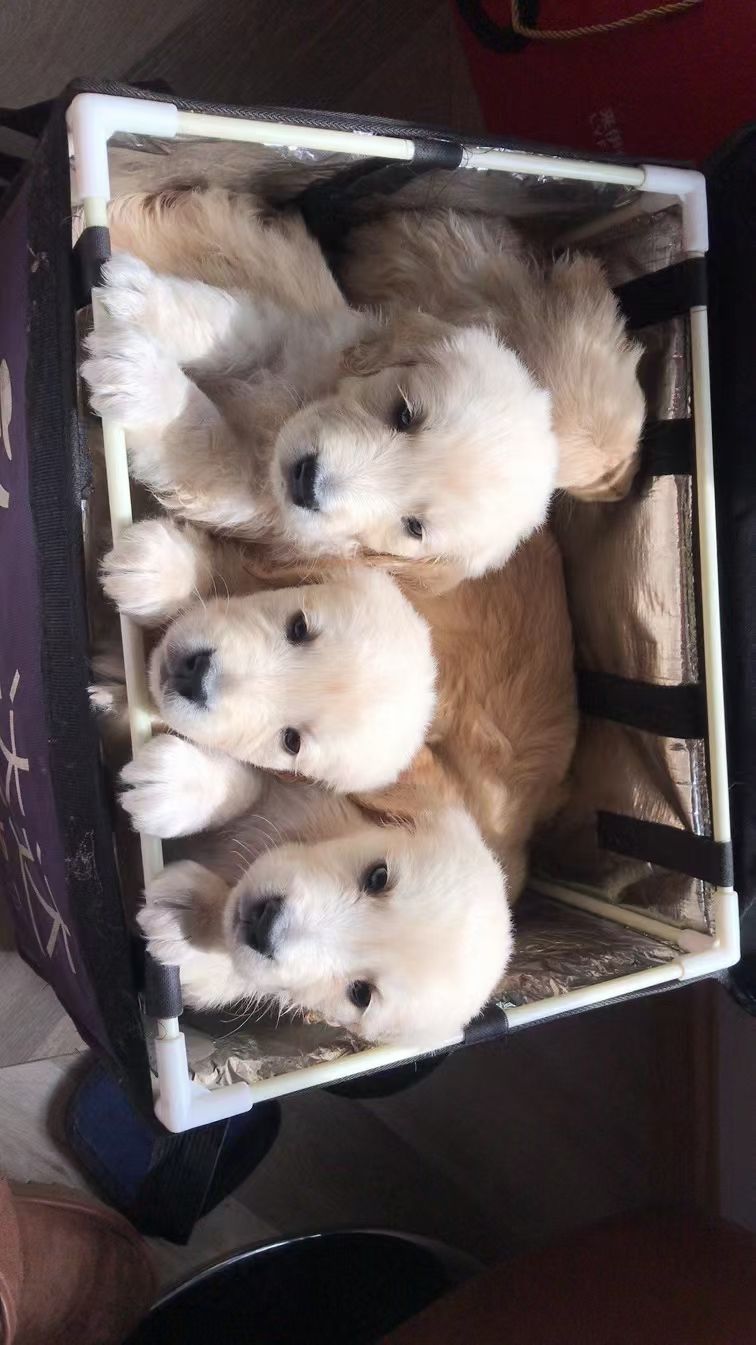 出售金毛幼犬一个月大