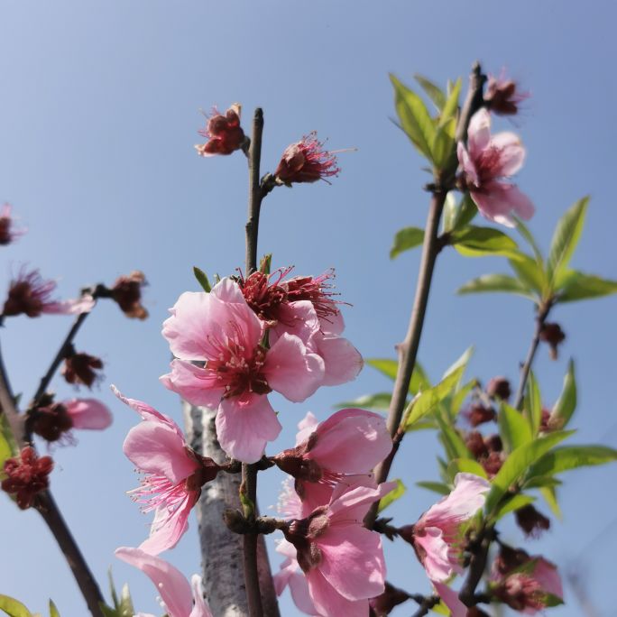 桃花盛開的田野,春天的故事!在2022好在沒錯過賞|龍城茶座-化龍巷