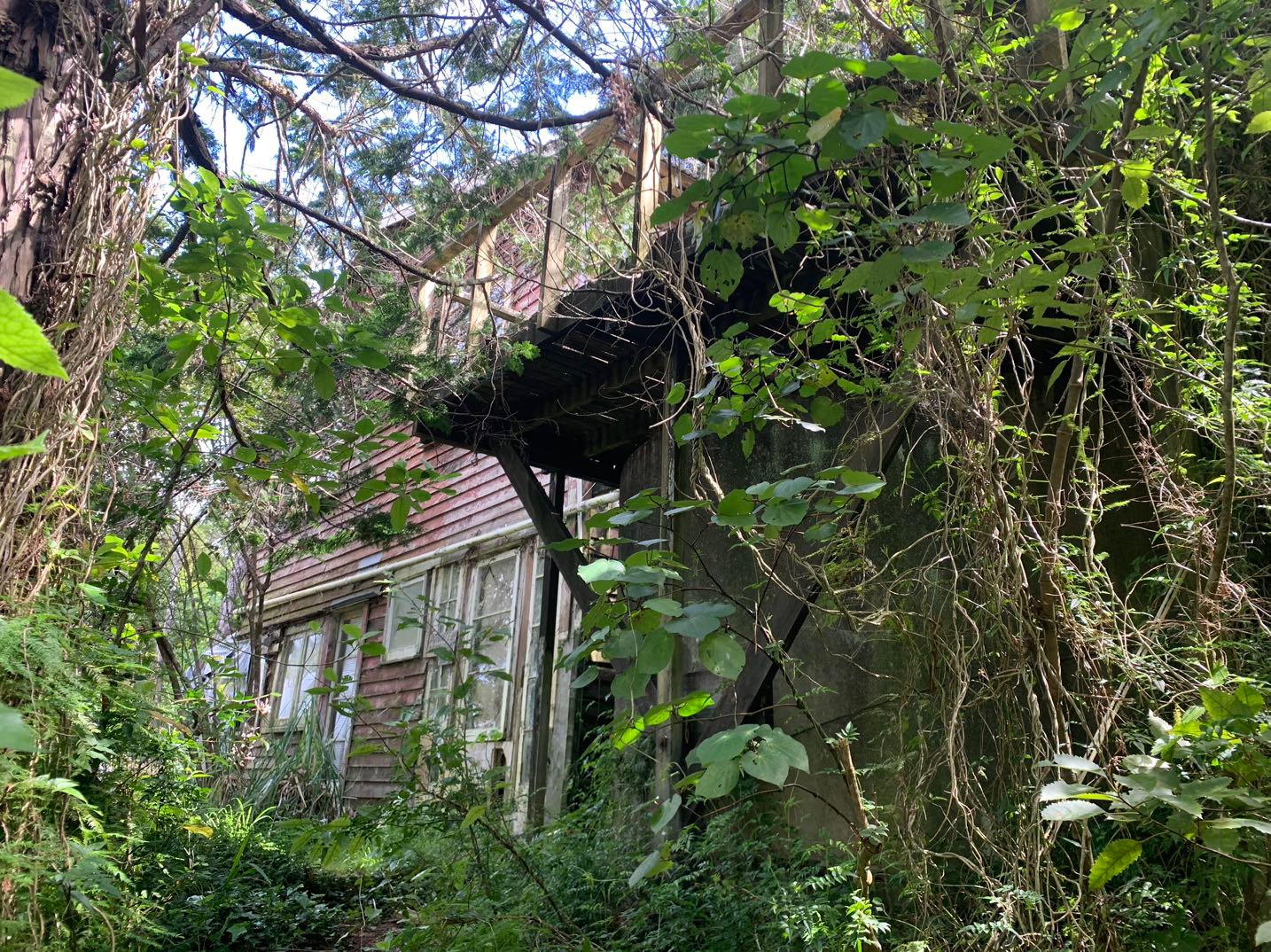 新西兰游记之……激流岛,寻找顾城的故居…|游山玩水-化龙巷