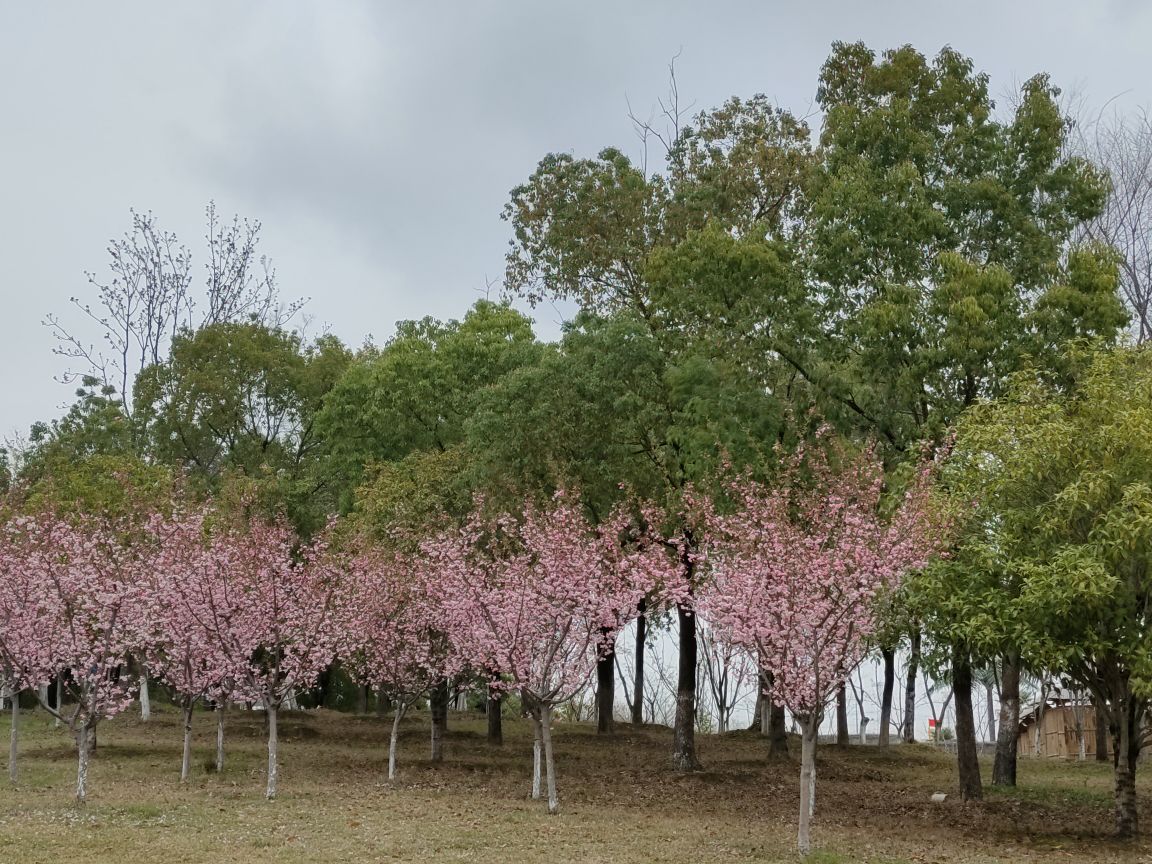 新龙生态森林公园樱花图片