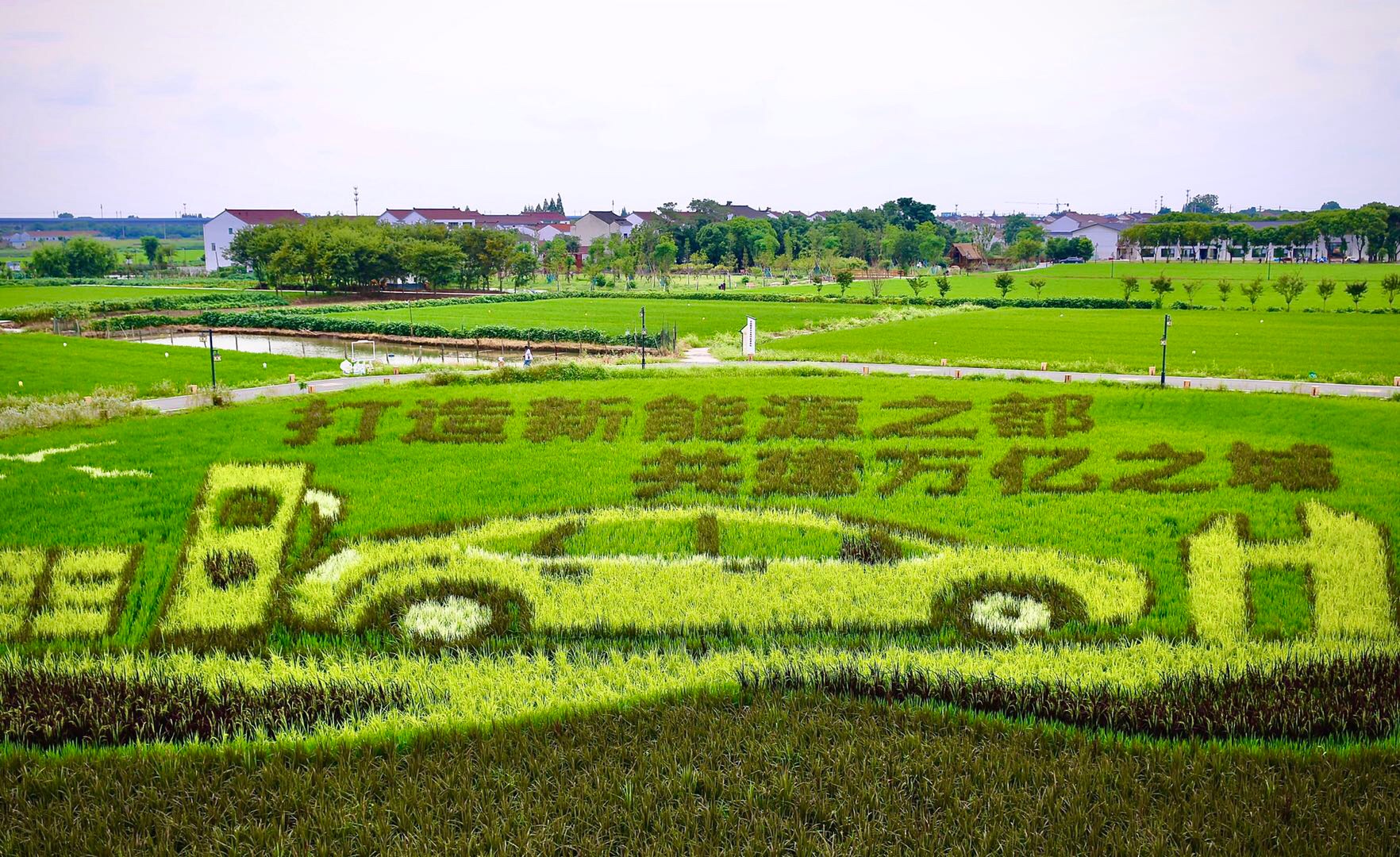 常州西夏墅稻田艺术图片