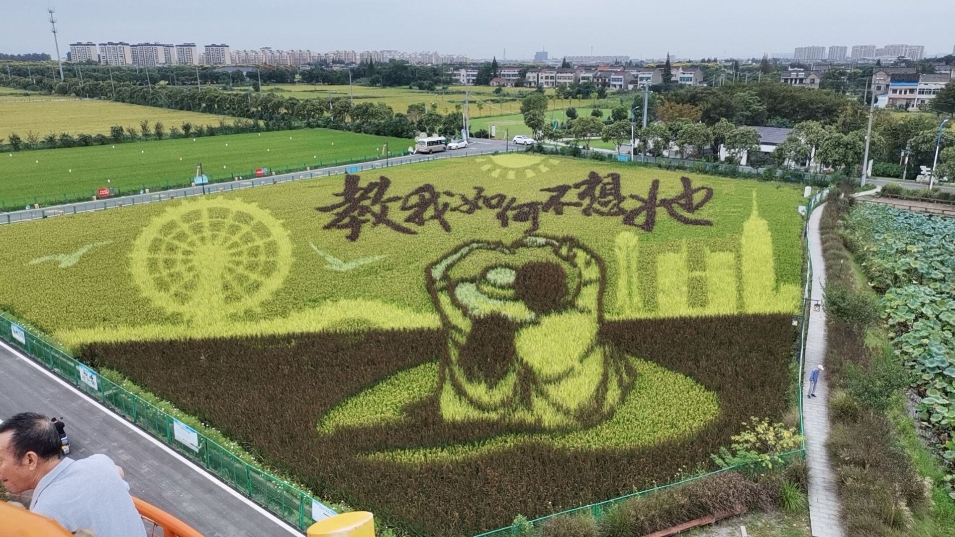 西夏墅东南村稻田艺术图片