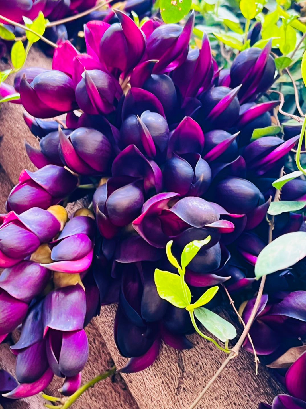 又叫:禾雀花,它们浑身都是宝