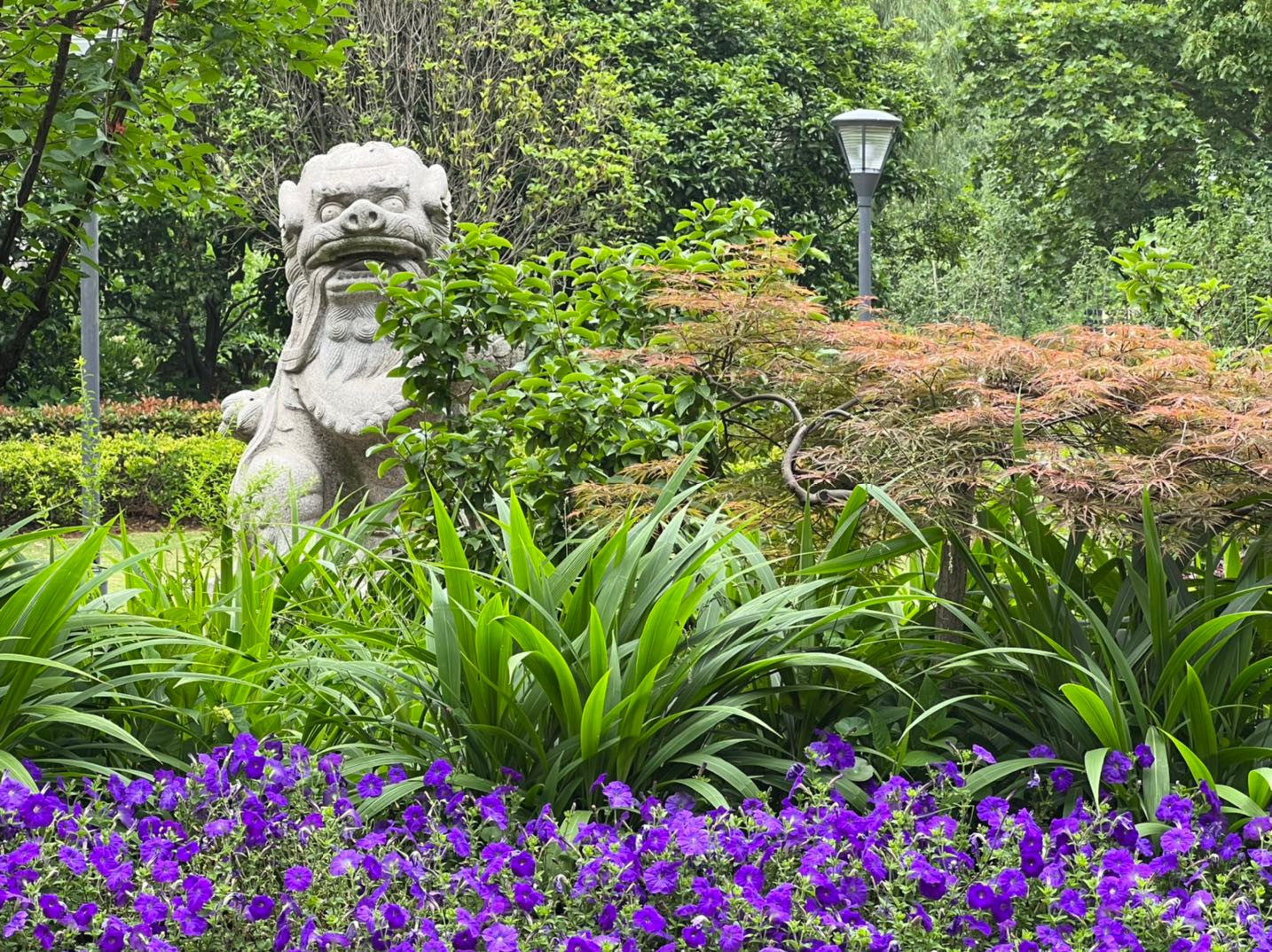 南京绣球公园的绣球花才开了一点点