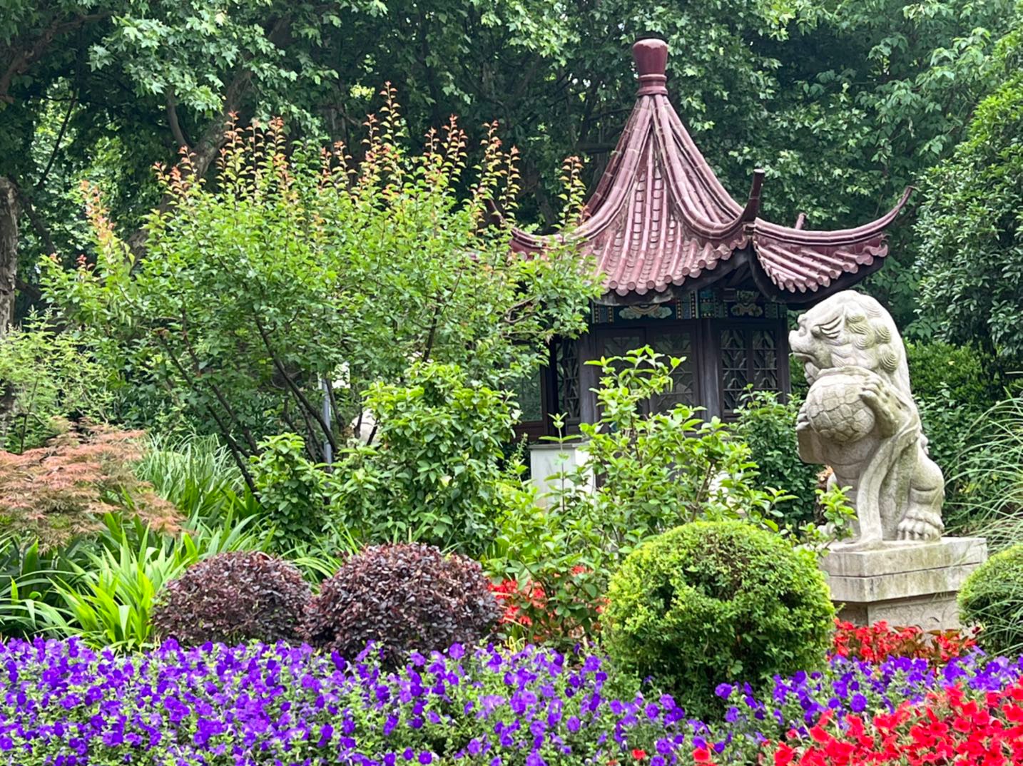 南京绣球公园的绣球花才开了一点点