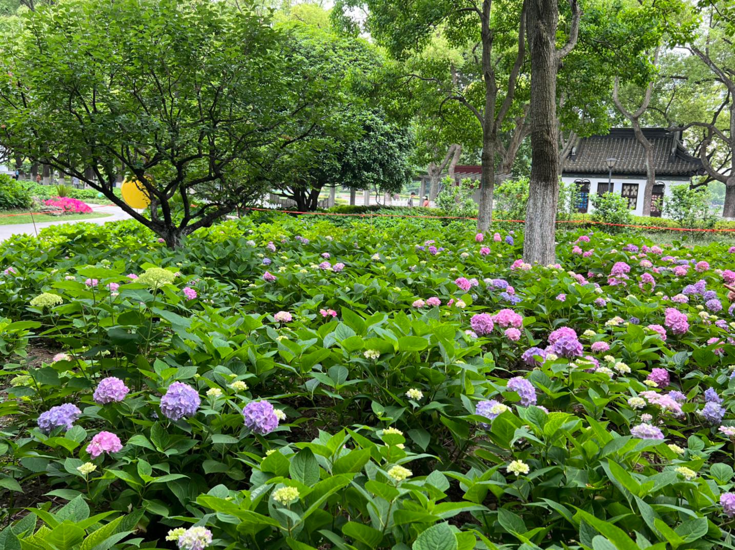 南京绣球公园的绣球花才开了一点点