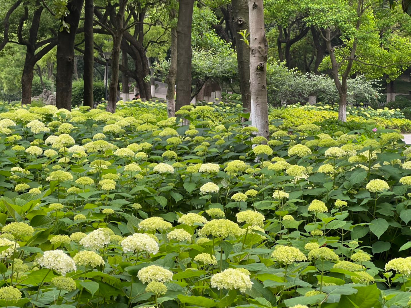 南京绣球公园的绣球花才开了一点点