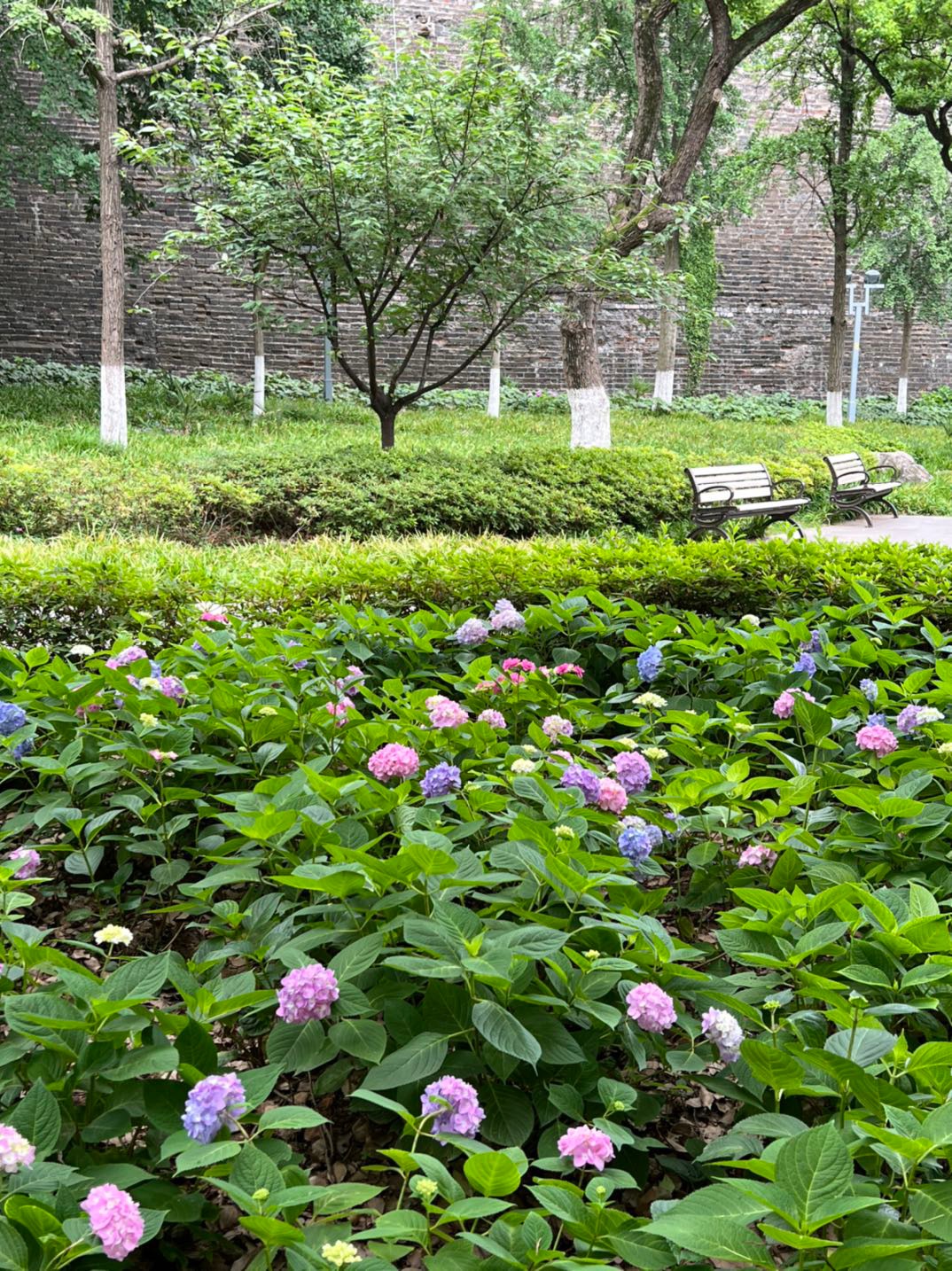 南京绣球花公园花期图片