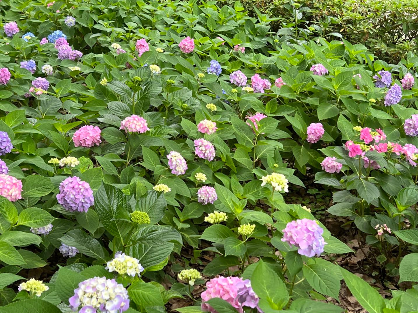 南京绣球公园的绣球花才开了一点点