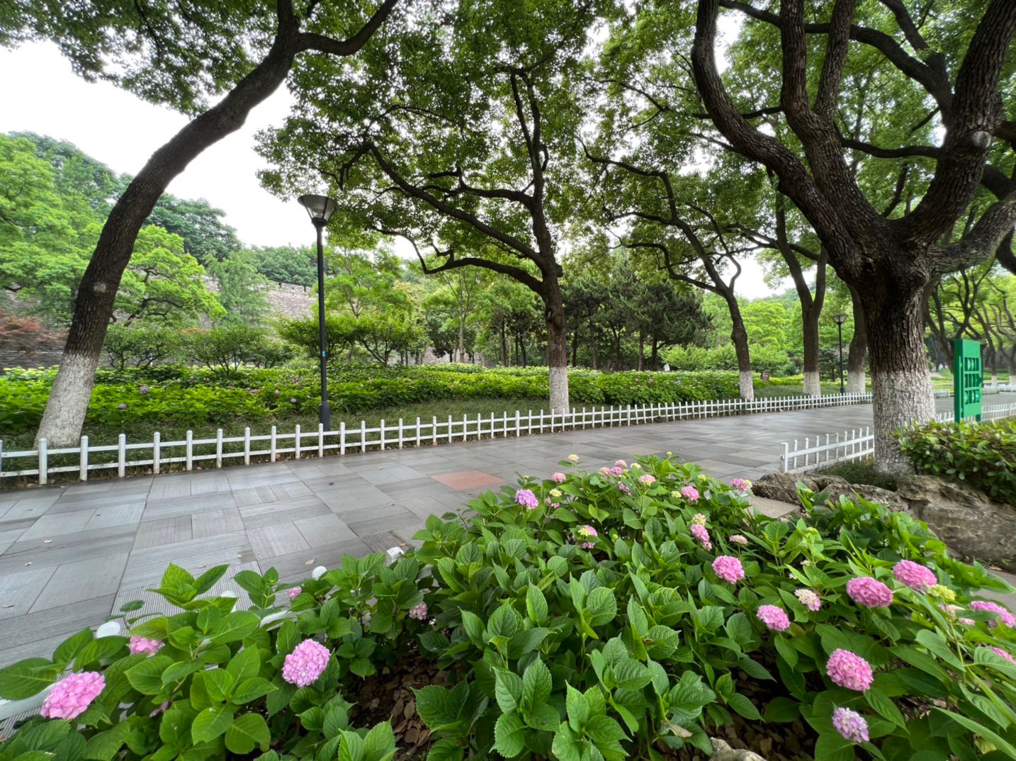 南京绣球公园的绣球花才开了一点点