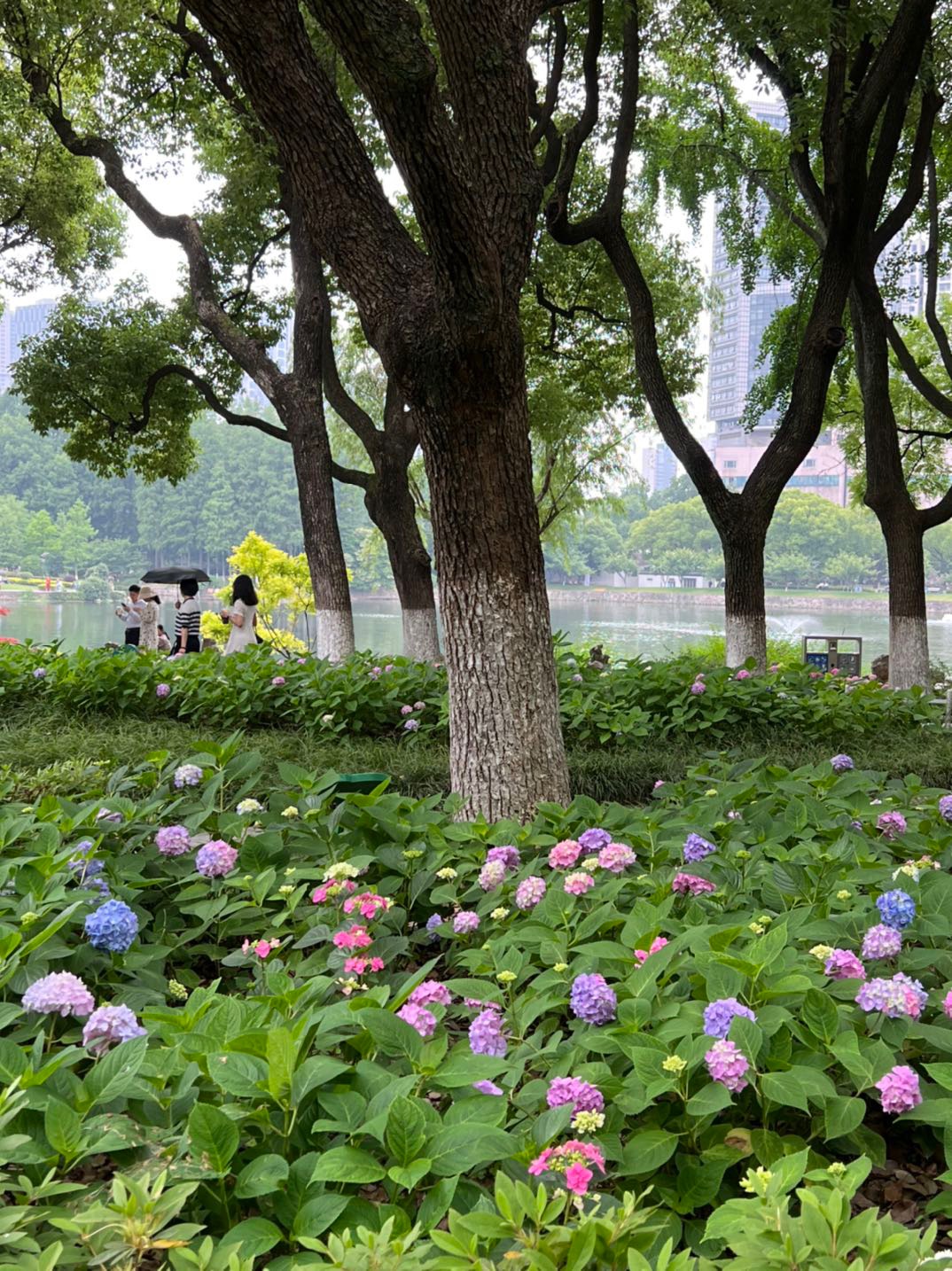 南京绣球公园的绣球花才开了一点点