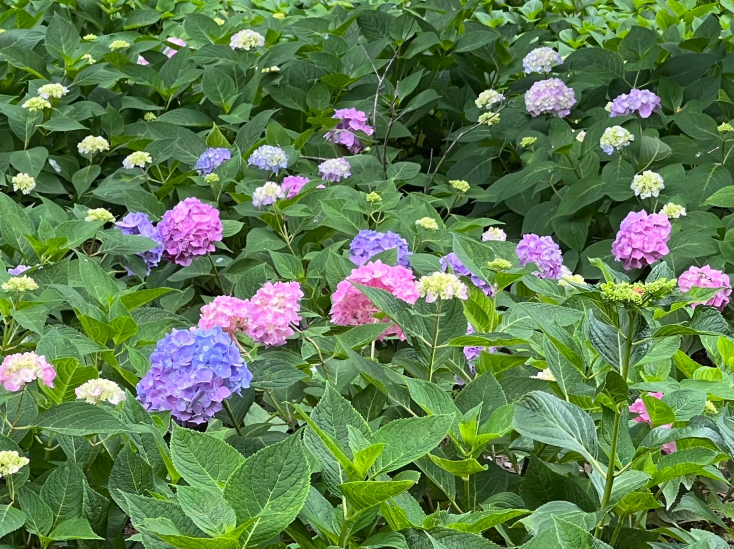 南京绣球花最美的地方图片