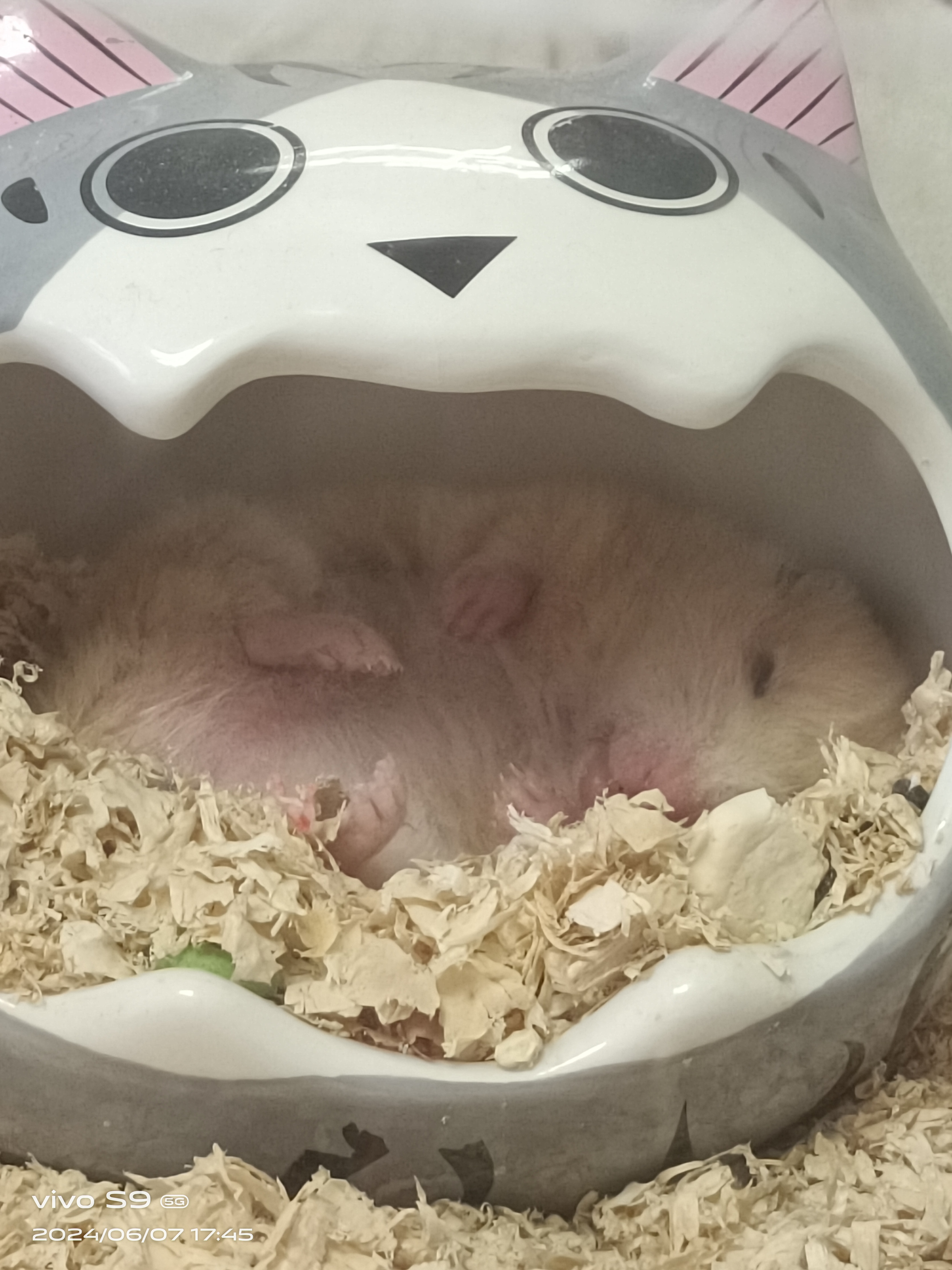 晒晒大家宠物,看看我家四脚朝天,睡多舒坦
