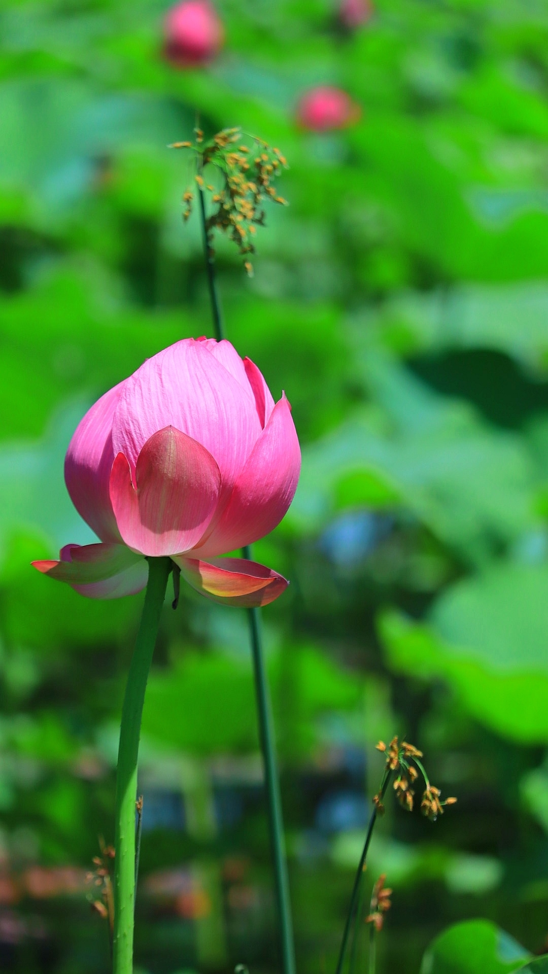 最漂亮荷花大全 竖屏图片