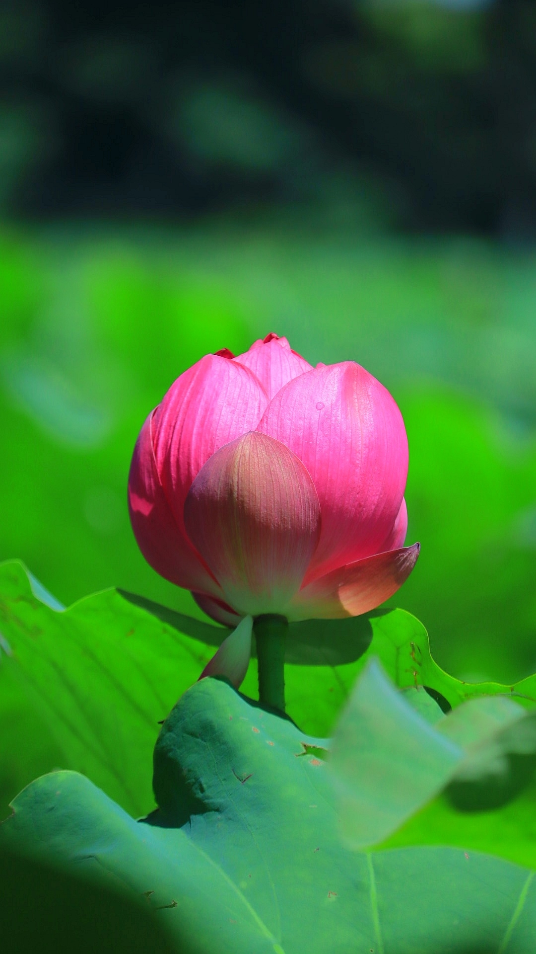 最漂亮荷花大全 竖屏图片