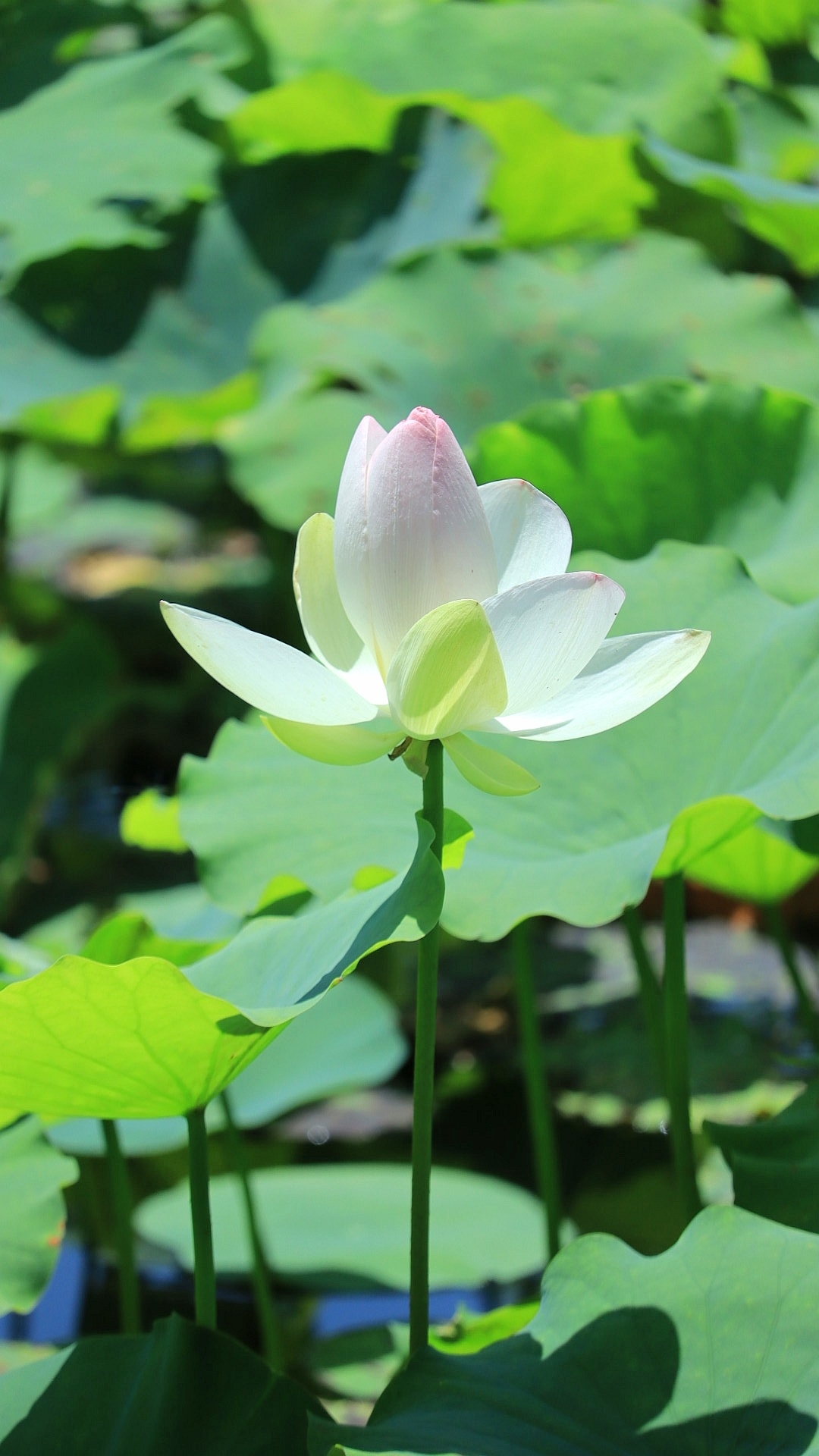 今日份荷花,大美不过如此!还不来?