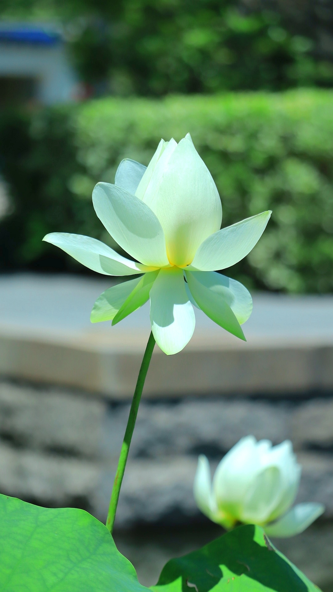 今日份荷花,大美不过如此!还不来?