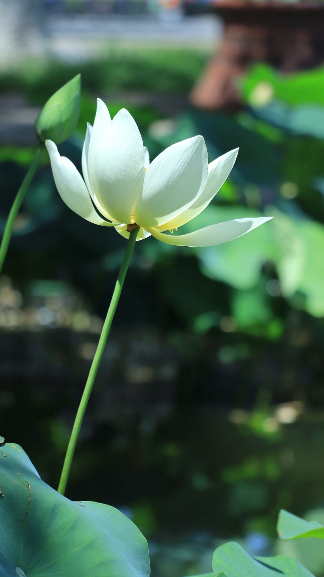 今日份荷花