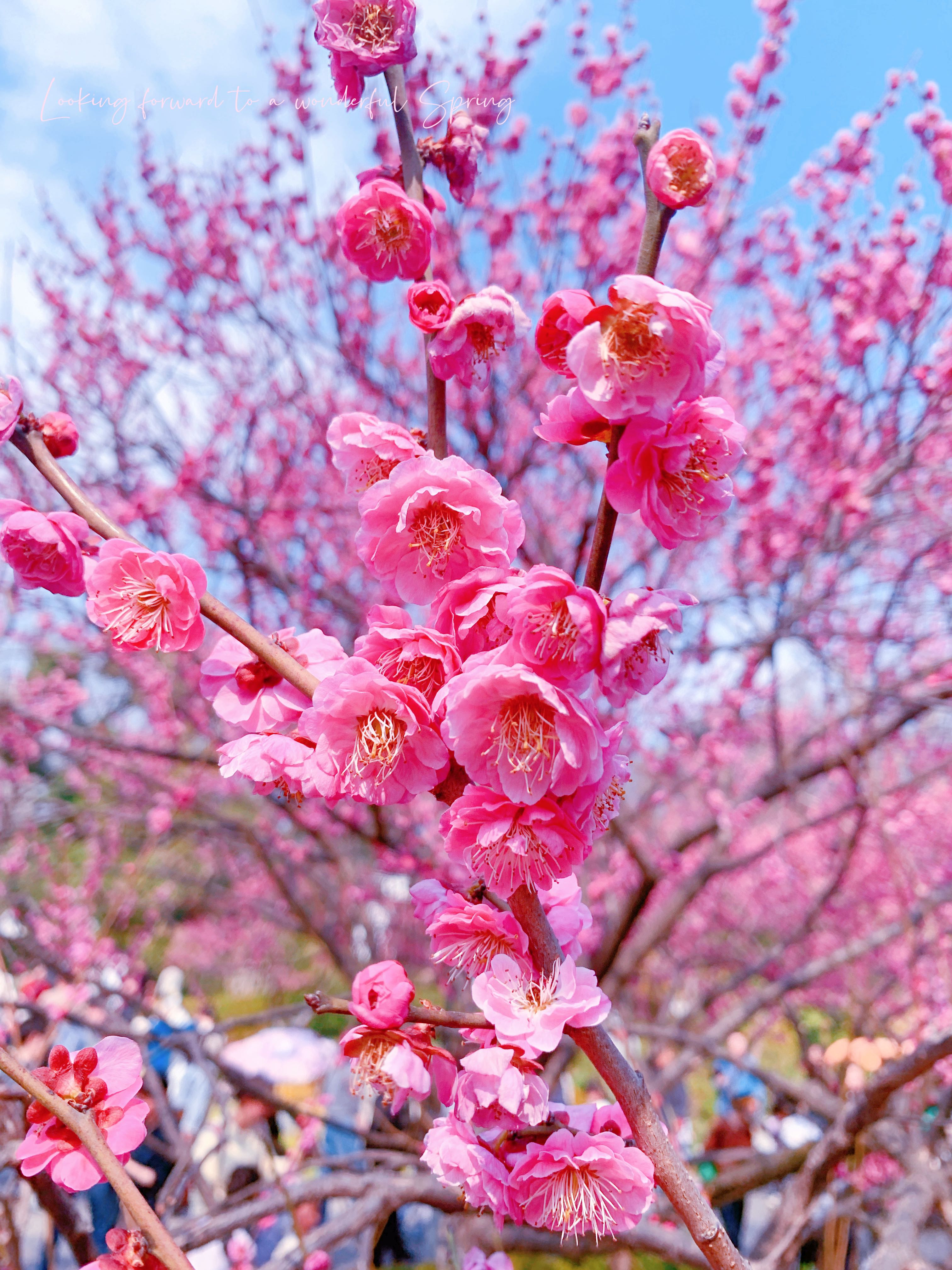 春天总要去趟红梅公园赏花的哇