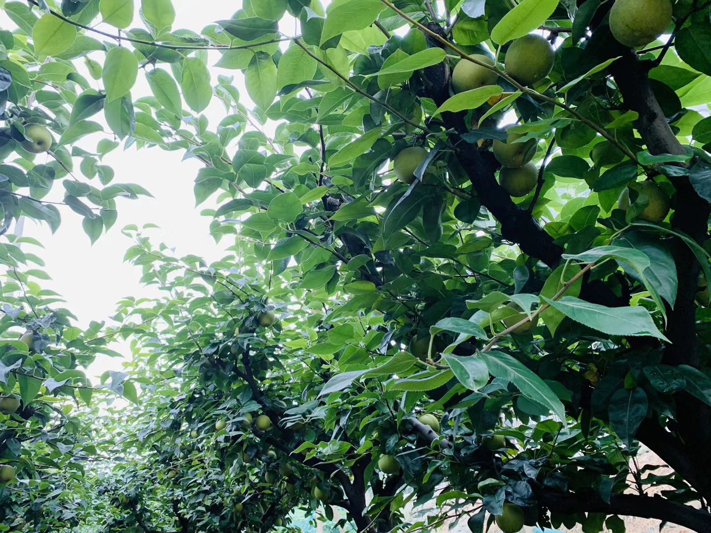 焦溪查家湾翠冠梨