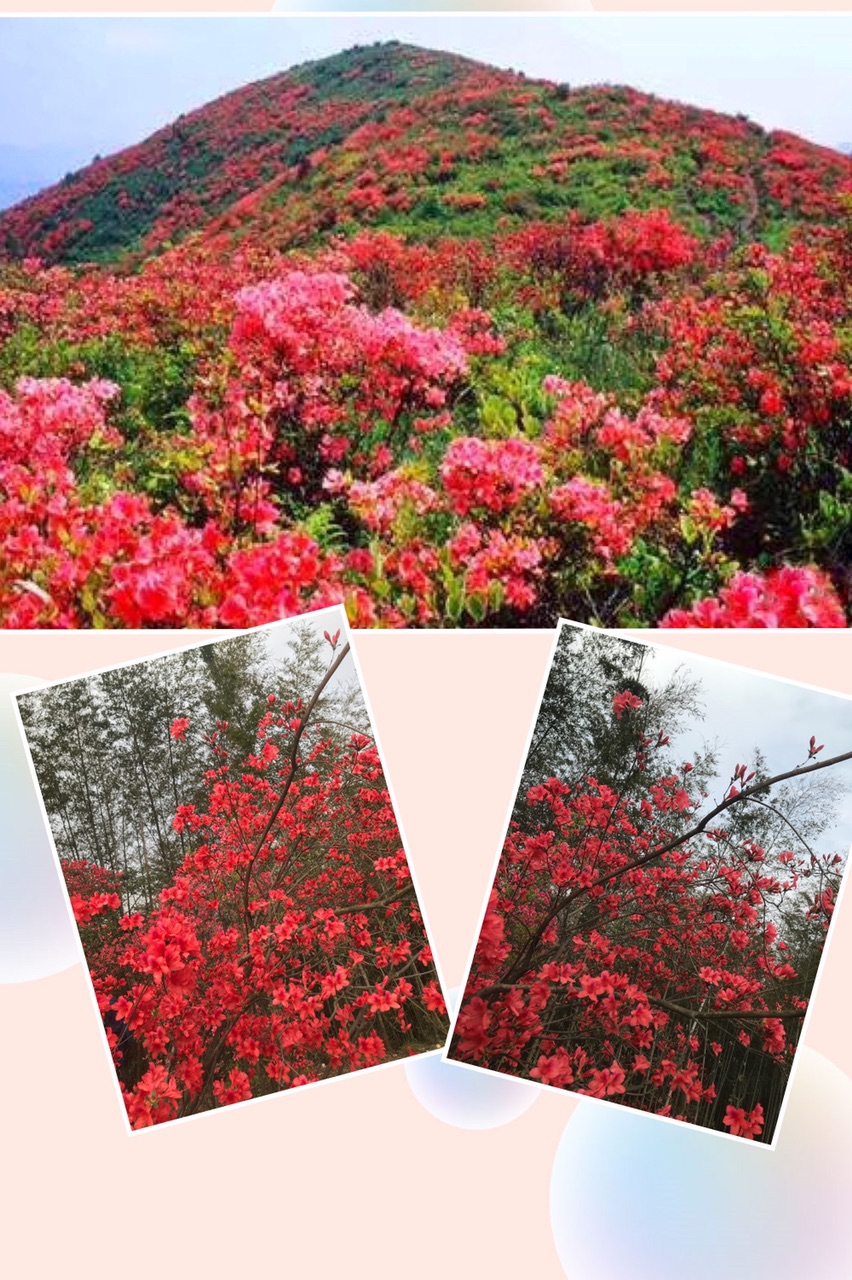 这里每丛映山红高达2米左右,且生长年龄都在三五十年以上,有的映山红