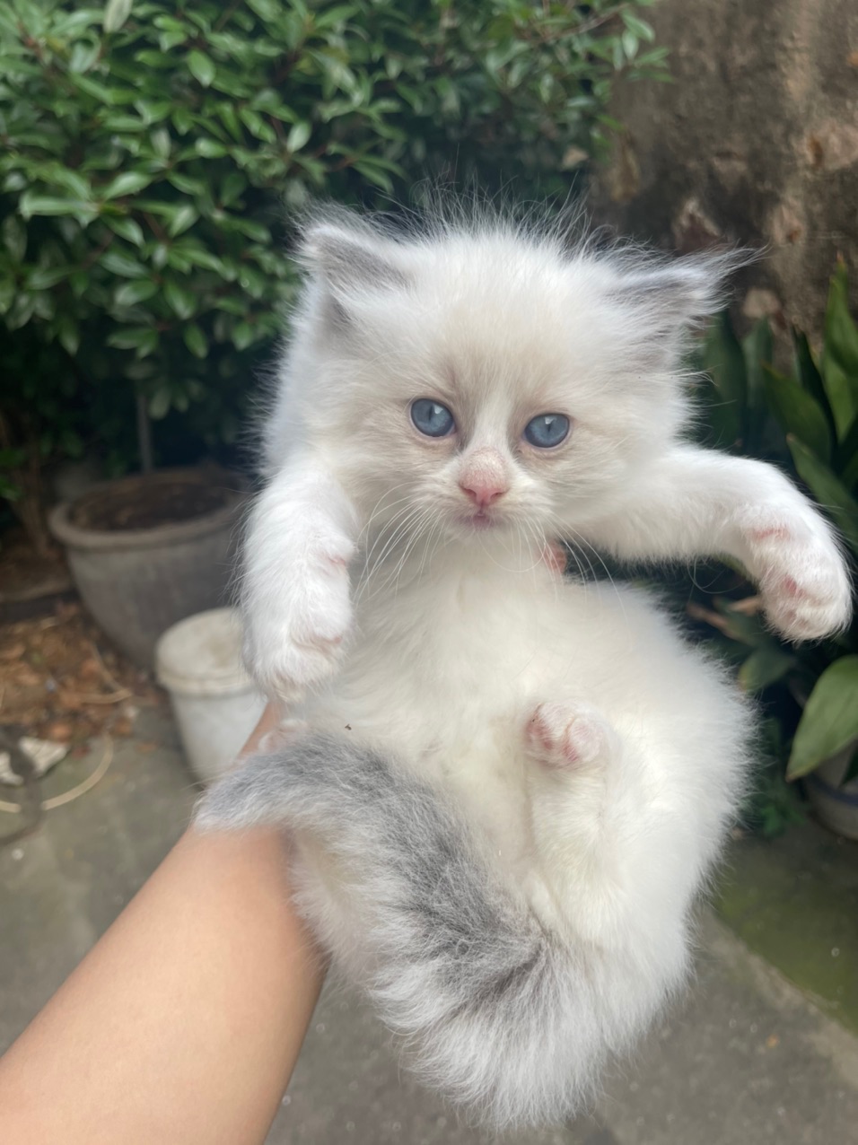 布偶奶猫找新家