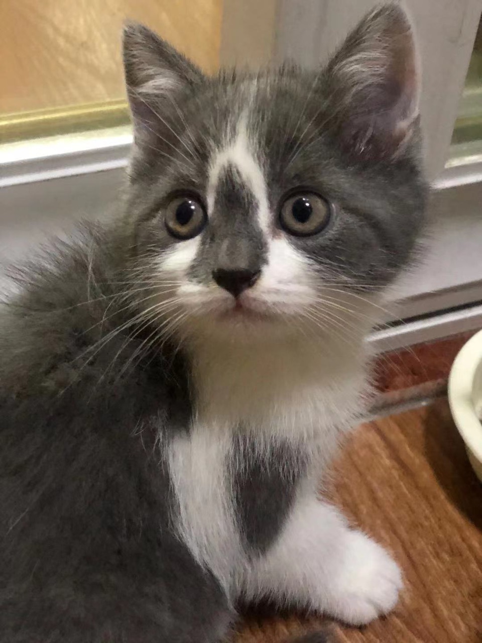 自家养的蓝白蓝猫小奶猫