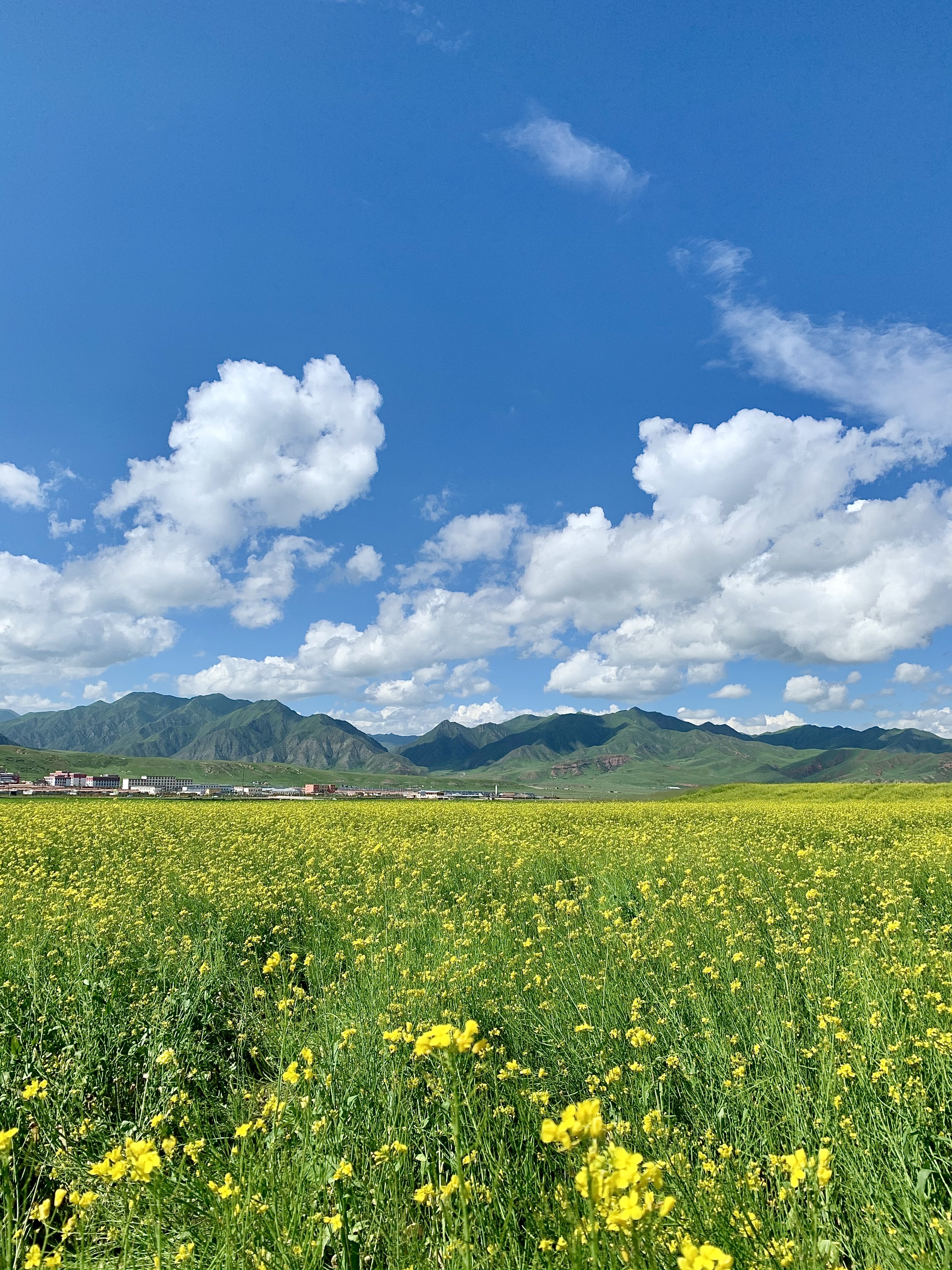 美丽的桑科草原 是四周群山环抱 中间开阔平坦的高山草原