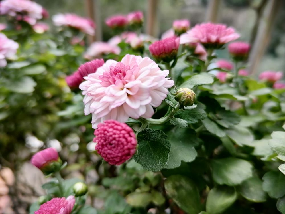 阳台的玛格丽特千头菊开花了开满了密密麻麻的花朵漂亮