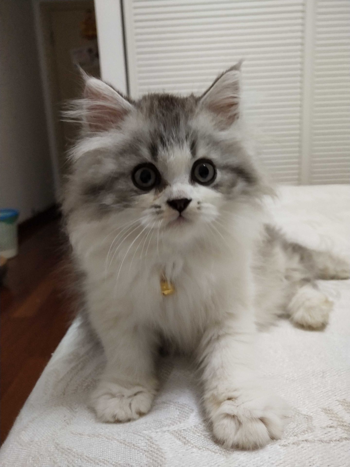 求英短长毛高地类似图中的