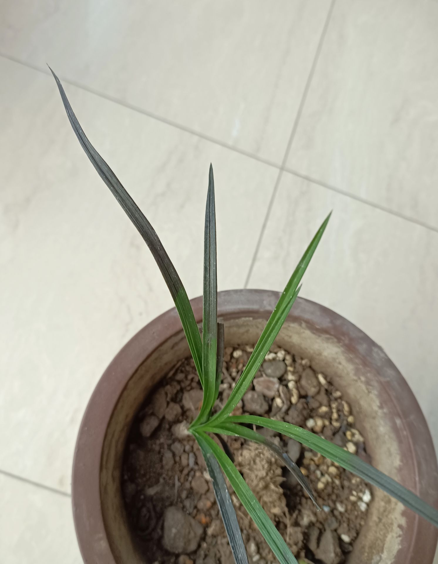 这样的兰花叶尖发黑什么原因各位香油们有人知道的吗