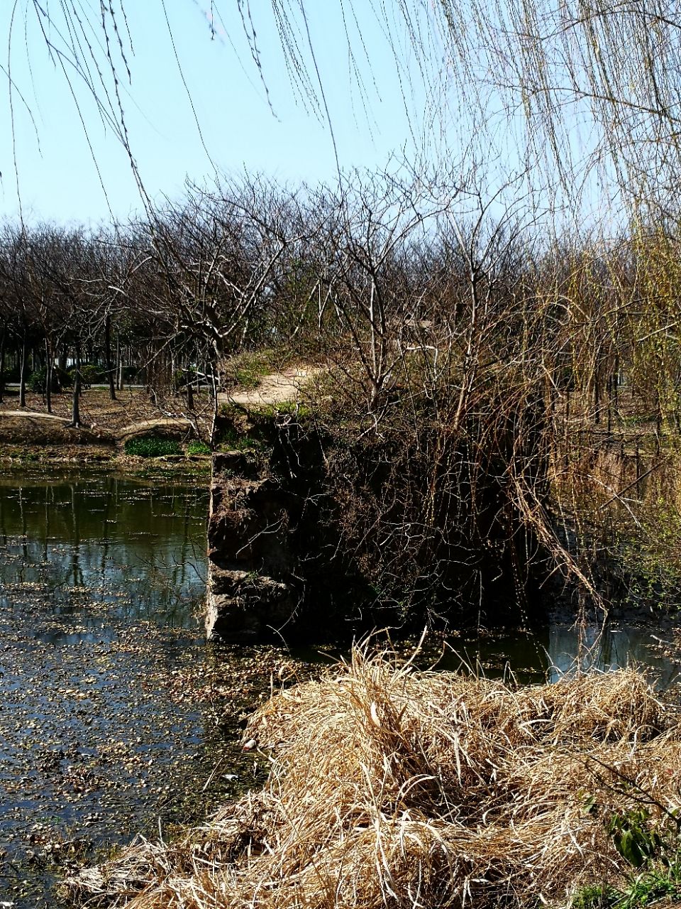 踏春舜過山森林公園三春芳草綠採青舜過山