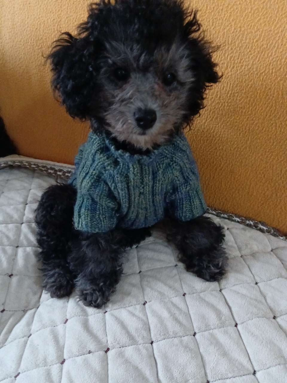 家养的灰泰迪,《母》三个月,疫苗全,有想要的可以加微《206