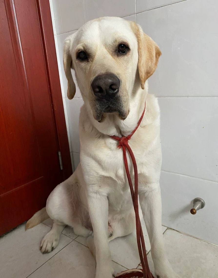 家养双血统拉布拉多找老婆