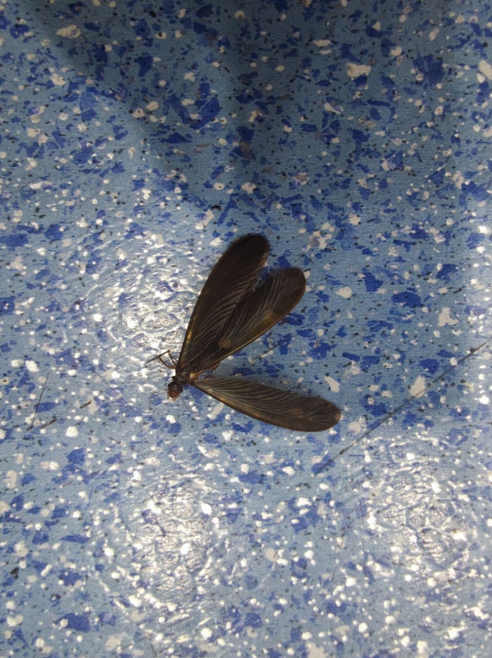 昨天在南京出现,今天常州,晚上大雨之后,大量大水蚁