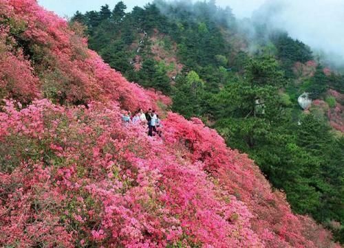 醉客行天下户外4月18日鸬鸟山登山徒步赏野杜鹃花 有一起的吗