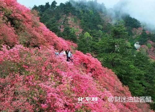 醉客行天下户外4月18日鸬鸟山登山徒步赏野杜鹃花 有一起的吗 醉客行天下户外4月18日鸬鸟山登山徒步赏野杜鹃花 有一起的吗