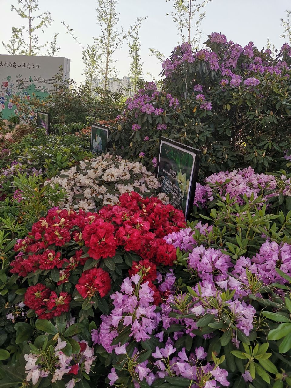 杜鹃花展已近尾声几乎凋谢殆尽了还没去过的爱花朋友要抓紧了