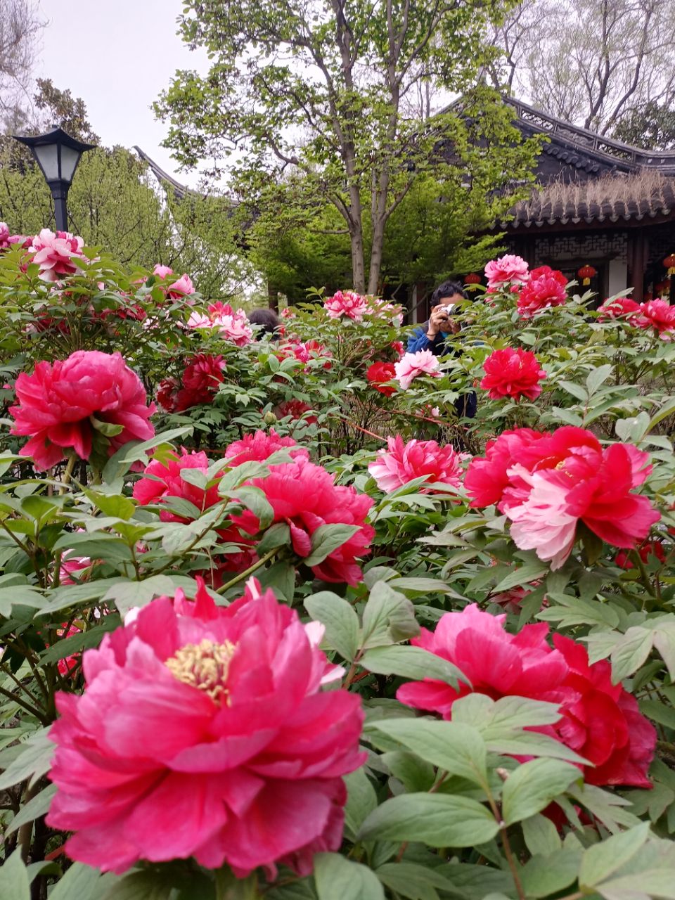 唯有牡丹真国色开花时节动京城第十二届常州牡丹花展国色天香景色美