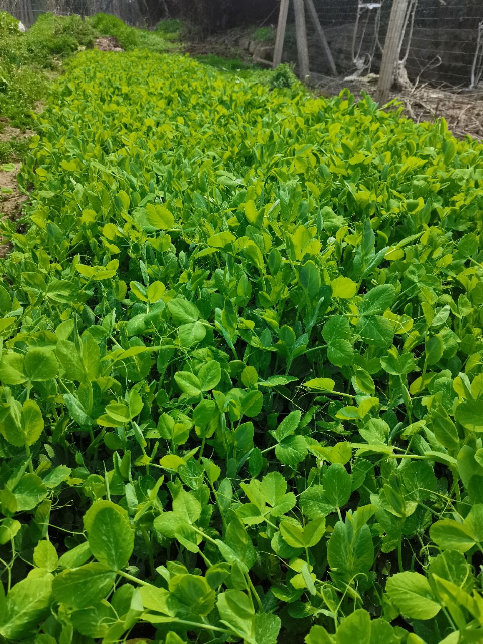 好一片绿油油的菜地啊,大家快来看看呀!大家都认识吗?