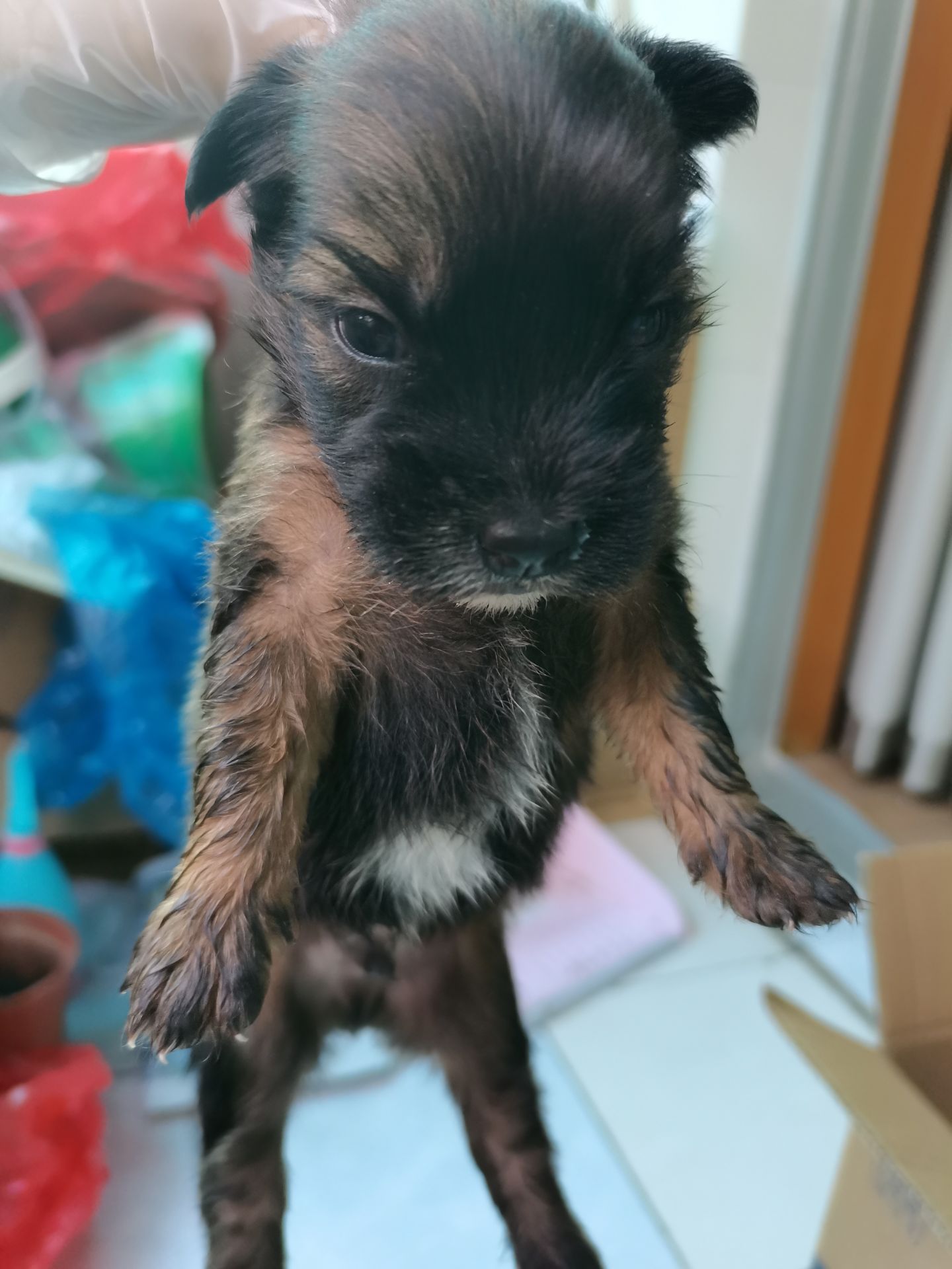 小土狗一个月左右能吃能睡有要领养的吗